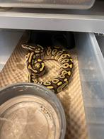 Python regius, Dieren en Toebehoren, Reptielen en Amfibieën, Slang, 0 tot 2 jaar