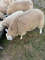 Ooilammer, Dieren en Toebehoren, Vrouwelijk, Schaap