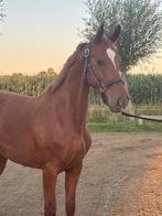 Leuke 4jarige gelderse merrie, Dieren en Toebehoren, Paarden, Merrie, 3 tot 6 jaar, 160 tot 165 cm, Onbeleerd