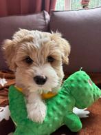 🌟 Lieve Boompoo puppy zoekt een warm thuis!, 8 tot 15 weken, Eén hond, Nederland, Particulier