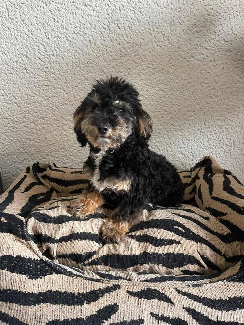 Toy poedel teefje black and tan, Dieren en Toebehoren, Honden | Chihuahua's en Gezelschapshonden, Teef, Poedel, Fokker | Professioneel