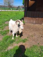 3 jaar kleine geitenbok, Dieren en Toebehoren, Schapen, Geiten en Varkens