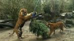 20% korting per persoon entree Dierenpark Amersfoort (max 4), Tickets en Kaartjes, Drie personen of meer, Kortingskaart