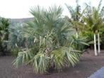 10 x Livistona Saribus palm boom zaden, Ophalen, Gehele jaar, Zaad