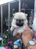 Mooie lieve pomeriaan, Dieren en Toebehoren, Honden | Poolhonden, Keeshonden en Oertypen, Rabiës (hondsdolheid), Reu, 8 tot 15 weken