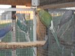 kweekrijp koppel rec bonte halsbanden, Dieren en Toebehoren, Vogels | Parkieten en Papegaaien, Meerdere dieren, Parkiet, Geringd