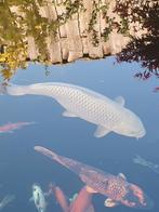 Zeer mooie Chagoi Female 65 cm, Karper of Koi