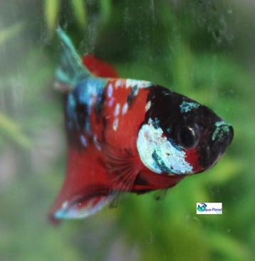 Betta - Plakat Koi beschikbaar voor biedingen