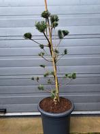Mooie pinus parviflora bonsai-ponpon, Tuin en Terras, Planten | Bomen, Ophalen, Overige soorten, Minder dan 100 cm