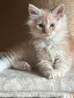 Maine Coon kittens mogen naar hun gouden mandje, Meerdere dieren, Ontwormd, 0 tot 2 jaar