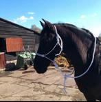 Horsemanship/ vrijheidsdressuur halster wit FULL, Ophalen of Verzenden, Gebruikt, Overige soorten