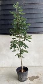 Zuil lijsterbes | Sorbus Aucuparia Fastigiata, Tuin en Terras, Planten | Bomen, Volle zon, Ophalen