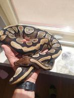 Pyton regius modjave pastel vrouw, Dieren en Toebehoren, Slang, 3 tot 6 jaar