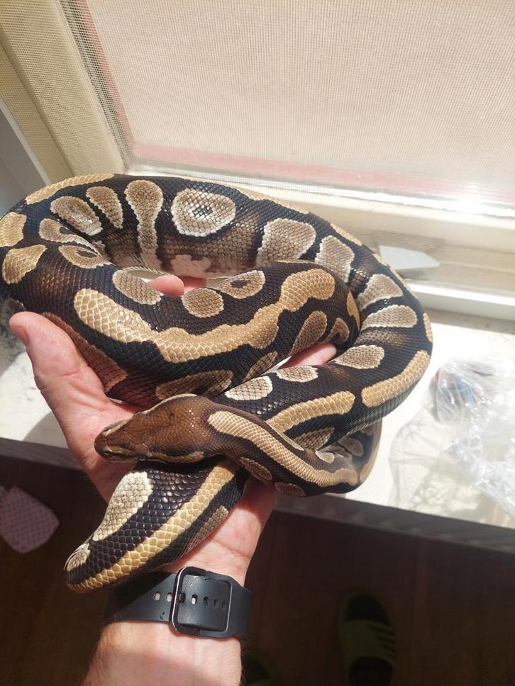 Pyton regius modjave pastel vrouw