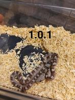 Pantherophis guttatus, Slang, Tam, 0 tot 2 jaar
