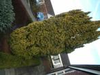 conifeer 1,5m 2,,5m  2m te ruil, Ophalen, Overige soorten, Struik, 100 tot 250 cm