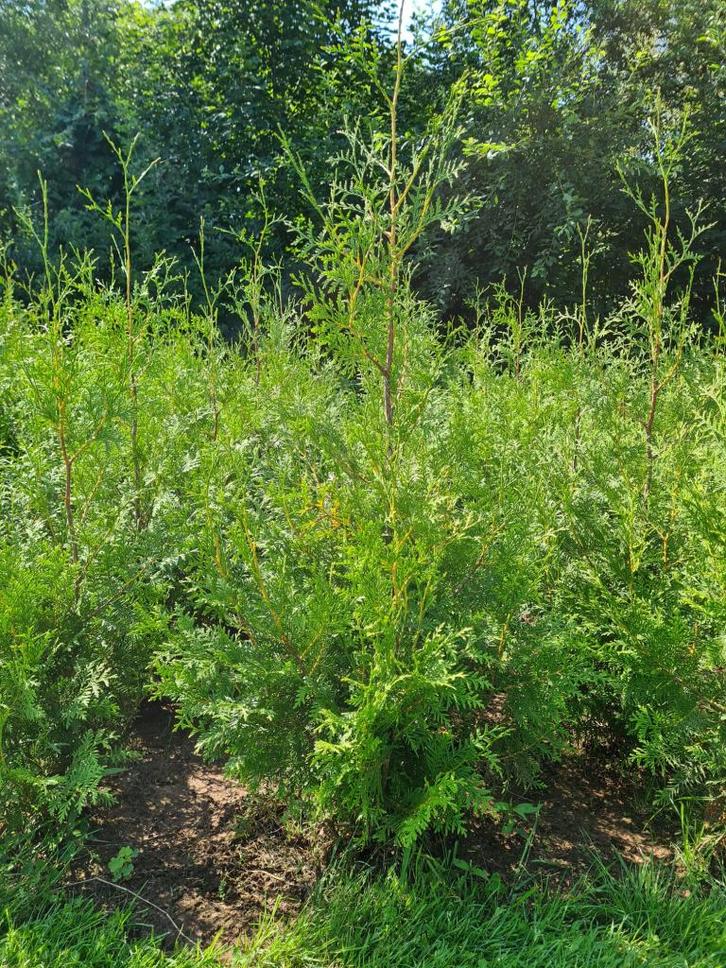 Thuja occ. &apos;Brabant&apos;, haagconifeer. tot 180 cm, Tuin en Terras, Planten | Bomen, 100 tot 250 cm, Ophalen of Verzenden