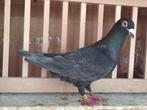 Kleurpostduif kleurpostduiven, Dieren en Toebehoren, Vogels | Duiven, Mannelijk, Postduif