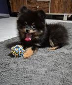 Prachtige pomchi pup te koop, Dieren en Toebehoren, Honden | Chihuahua's en Gezelschapshonden, Rabiës (hondsdolheid), Reu, 8 tot 15 weken