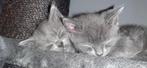 Kittens Kruising Ragdoll/Britse korthaar, Meerdere dieren, Ontwormd, 0 tot 2 jaar