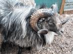 Dekram Ouessantschaap huren | Verschillende dieren, Dieren en Toebehoren, Mannelijk, Schaap