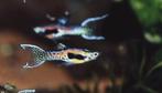 Te koop Guppies & Endlers mix uit eigen kweek, Dieren en Toebehoren, Vis