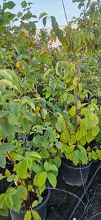 Sneeuwklokjesboom struik/meerstammig. 125 tot 175 cm, In pot, Halfschaduw, Lente, 100 tot 250 cm