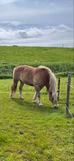 Paddockmaatje gezocht!, 1 paard of pony, Weidegang
