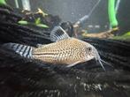 Corydoras Julii | Hoplisoma Trilineatum, Vis, Zoetwatervis, Schoolvis