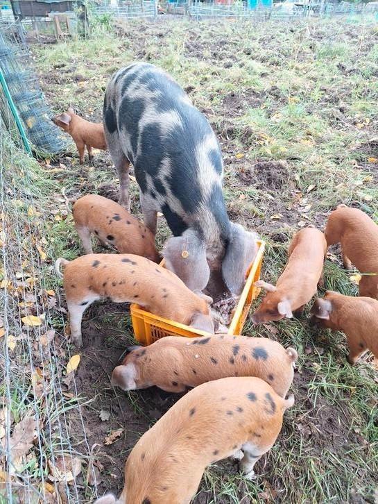 Te Koop nog 4 Biggen Bonte Bentheimer X Duroc (Borgjes), Dieren en Toebehoren, Overige Dieren, Mannelijk, September