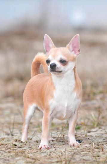 GEVRAAGD: Chihuahua Reu gecastreerd