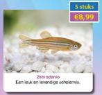 Zebra danio aanbieding nu 5 voor € 8,99, Dieren en Toebehoren, Vis, Zoetwatervis, Schoolvis