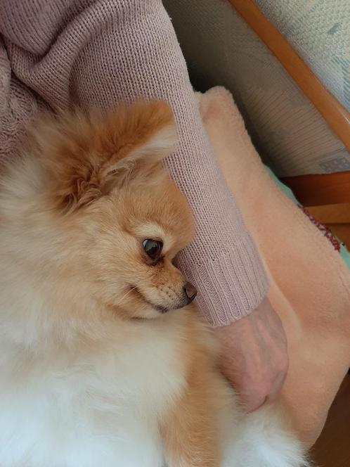 Een Heel Klein Lief en Mooi Pomeriaantje (Dwergkeesje), Dieren en Toebehoren, Honden | Chihuahua's en Gezelschapshonden, Teef
