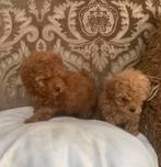 Toypoedels, Dieren en Toebehoren, Honden | Chihuahua's en Gezelschapshonden, Poedel, Rabiës (hondsdolheid), 8 tot 15 weken, Teef
