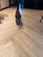 Super lieve kitten (Britse korthaar), Dieren en Toebehoren, Katten en Kittens | Overige Katten, Kater