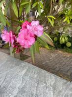 Grote Oleander Plant - 2 Meter Hoog, Tuin en Terras, Planten | Tuinplanten, Volle zon, Vaste plant, Zomer, Ophalen
