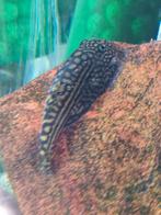 Sewellia Lineolata "Tijger Gastromyzon", Vis, Zoetwatervis, Schoolvis