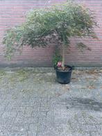 Acer palmatum prachtig exemplaar 125 cm hoog en 175cm breed, Ophalen of Verzenden, Halfschaduw, Overige soorten