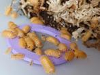 Cubaris sp 'Orange Freezy', Overige soorten