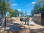Pensionstal/pensionstalling 1 stal vrij., Dieren en Toebehoren, Weidegang, 2 of 3 paarden of pony's