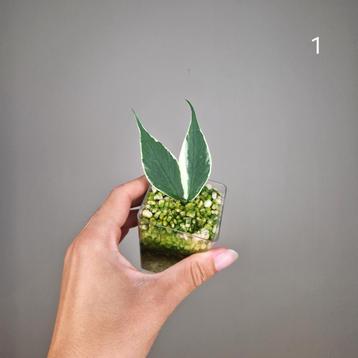 Hoya Polyneura Albo  beschikbaar voor biedingen
