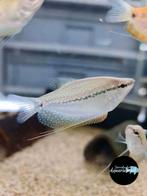 Trichopodus leerii - Diamant gourami, Dieren en Toebehoren, Vis, Zoetwatervis