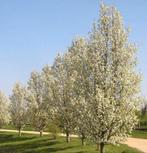 Sierpeer (Pyrus calleryana "Chanticleer"), Tuin en Terras, Planten | Bomen, Lente, Zuilboom, 400 cm of meer, Ophalen