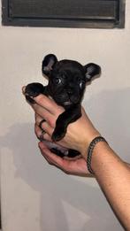 Fransenbulldog pups, Rabiës (hondsdolheid), Reu, 8 tot 15 weken, Bulldog