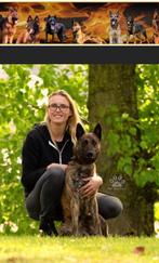 Pups Hollandse herder, Dieren en Toebehoren, Honden | Herdershonden en Veedrijvers, België, Fokker | Hobbymatig, CDV (hondenziekte)