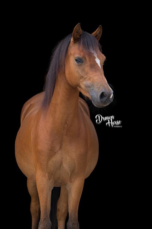 Welsh merrie 6 jr, Dieren en Toebehoren, Pony's, Merrie, Recreatiepony, 3 tot 6 jaar, Met stamboom, Gechipt, Ontwormd, Ingeënt