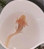 Axolotl's, Dieren en Toebehoren, Amfibie, 0 tot 2 jaar