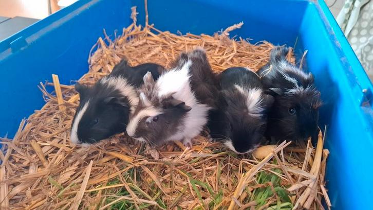 Tamme jonge cavia's beertjes., Dieren en Toebehoren, Knaagdieren, Mannelijk, Cavia, Oktober, Tam