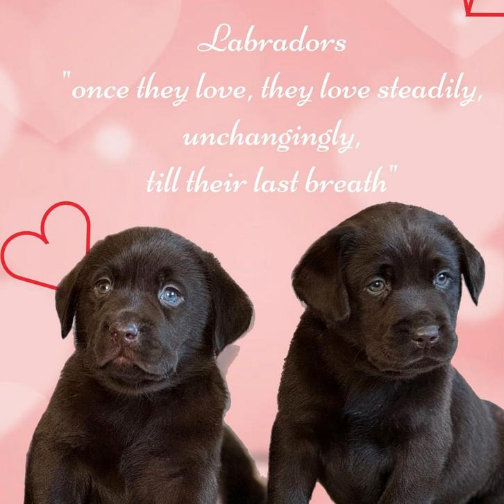 Nog 1 schitterende chocobruine labrador pup, ouders getest!, Dieren en Toebehoren, Honden | Retrievers, Spaniëls en Waterhonden