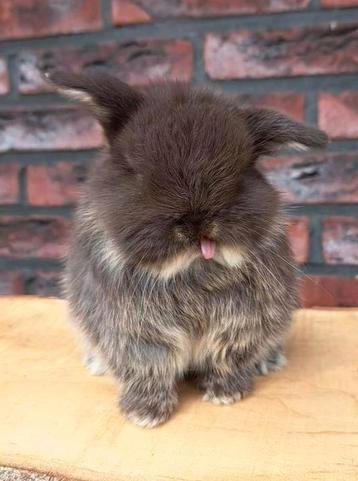 Lief & tam konijntje gezocht? beschikbaar voor biedingen